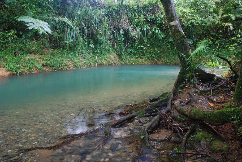 Heritage Lodge In The Daintree Cape Tribulation Esterno foto
