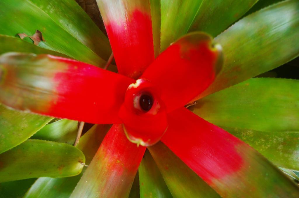 Heritage Lodge In The Daintree Cape Tribulation Esterno foto